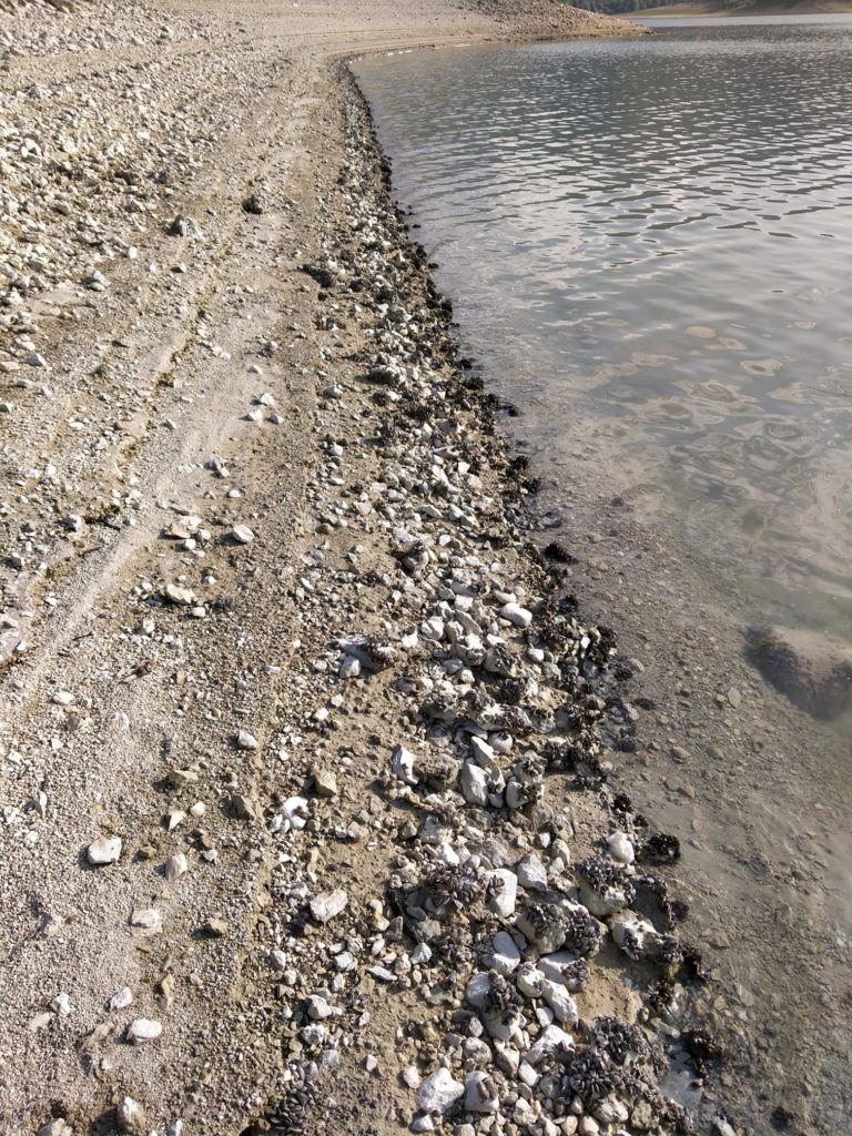 Cozze d'acqua dolce sulle rive del Lago del Turano (Rieti)